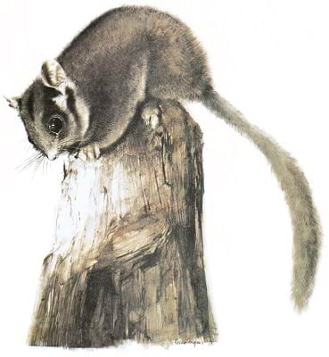 Leadbeater’s Possum, State emblem of Victoria